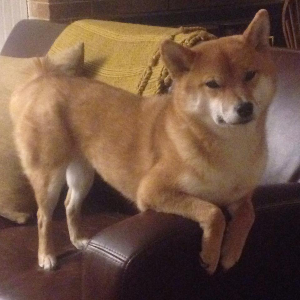 冰与火之歌，小贾伦·杰克逊的火热与猛龙的寒冬