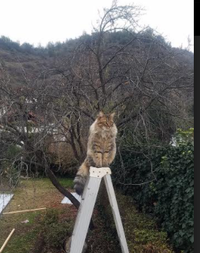 华体会体育-沸腾的温度，当国王横跨万里对阵北京队，东契奇燃起不熄的火焰