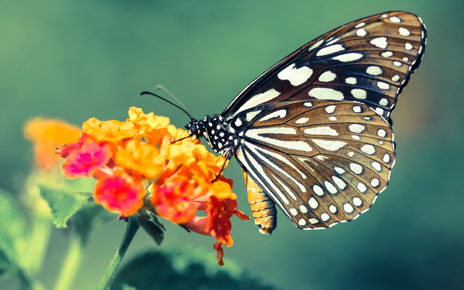 双星闪耀夜,篮网碾压湖人创纪录,杰伦格林德甲争冠战化身关键先生
